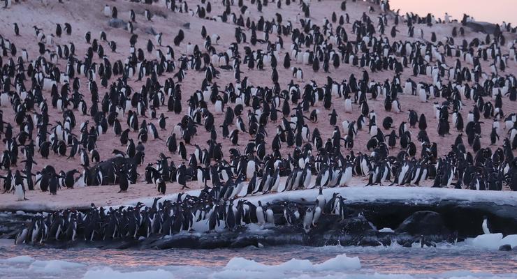 В Антарктиде у украинской станции собрались "толпы" пингвинов