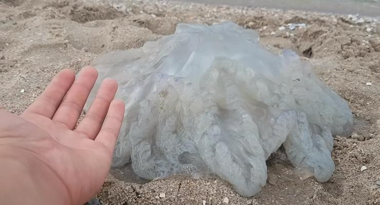 Ученые объяснили нашествие медуз на азовских курортах