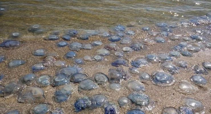 Мертвых медуз тоннами выбрасывает на пляжи Азовского моря