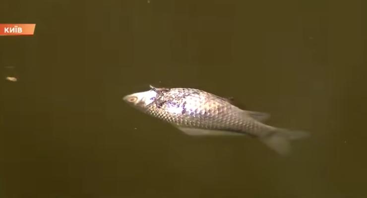 В киевских прудах, где массово погибла рыба, обнаружили яд