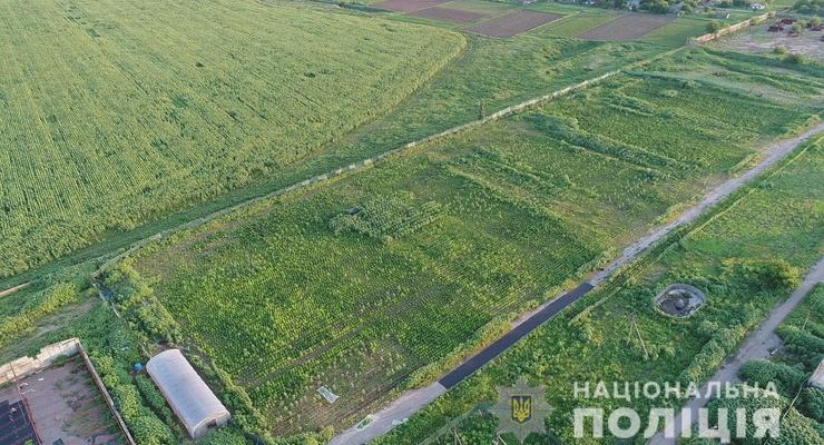 На Херсонщине нашли рекордный посев конопли на 300 млн