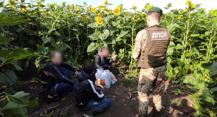 Прятался в подсолнухах на границе: Задержан "вор в законе" из РФ