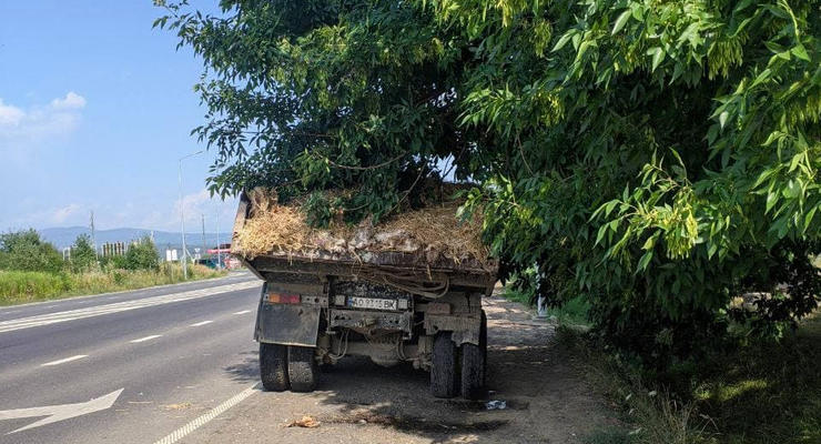 В Ужгороде водитель грузовика рассыпал по дороге дохлых курей