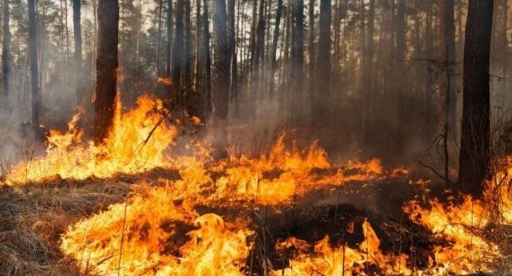 Жителя Тернопольщины за поджог леса оштрафовали на 175 тыс грн