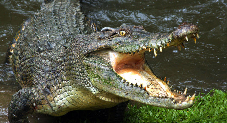 На Херсонщине нашли полутораметрового опасного крокодила