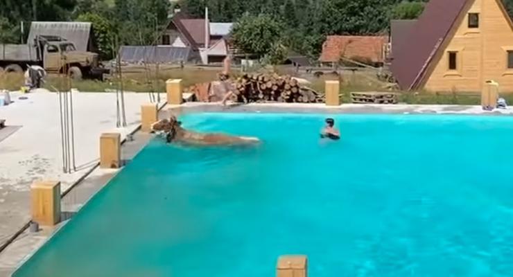 В Карпатах корова прыгнула в бассейн к туристам