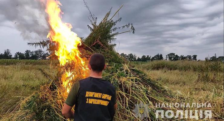 На Донетчине полиция уничтожила 15 гектаров конопли
