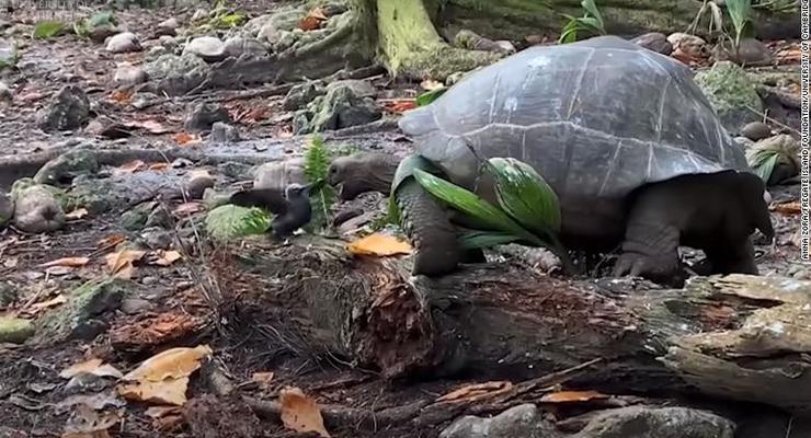 Гигантская черепаха напала на птенца и съела его