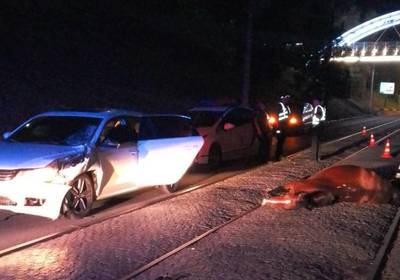 В центре Харькова лошадь погибла в ДТП