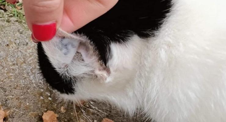 На Херсонщине заметили кота с татуировкой на ухе в виде нацистского символа