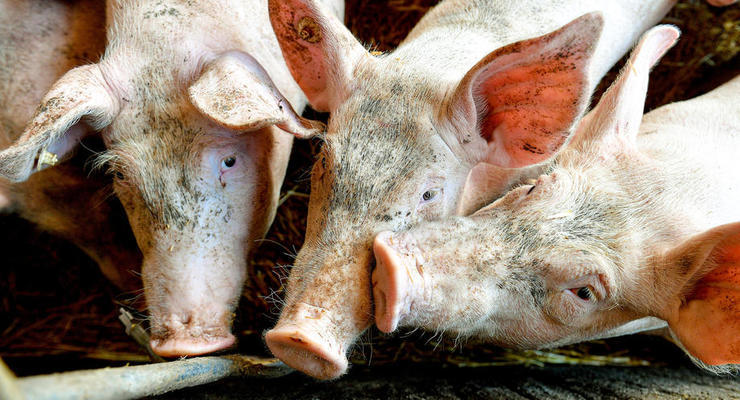 В Запорожской области произошла вспышка чумы свиней