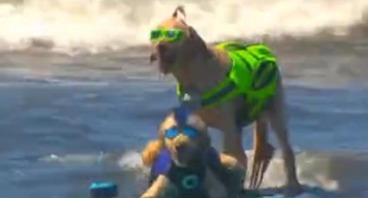 В Калифорнии определили лучшего собаку-серфингиста