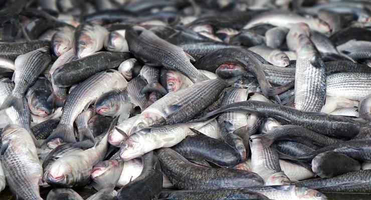 На Одесчине поймали браконьеров с рыбой на 1,7 млн грн