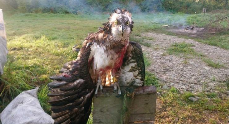 На Прикарпатье подстрелили краснокнижную птицу