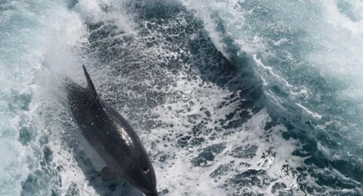 На берег Азовского моря выбросило мертвых дельфинов