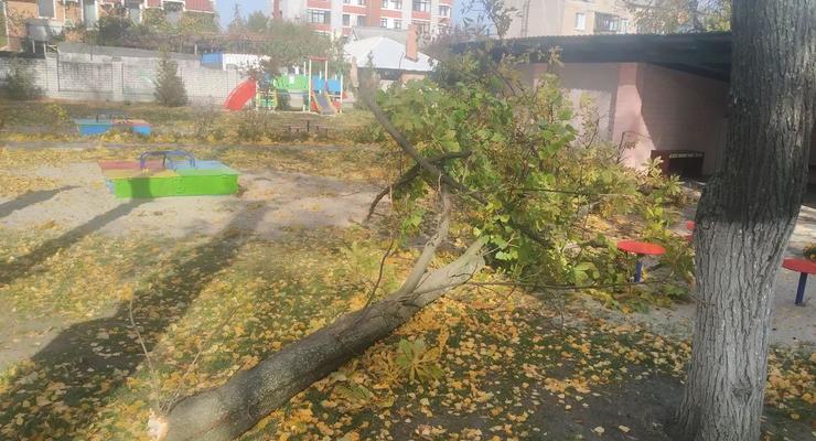 В детсаду на Полтавщине на детей упало дерево