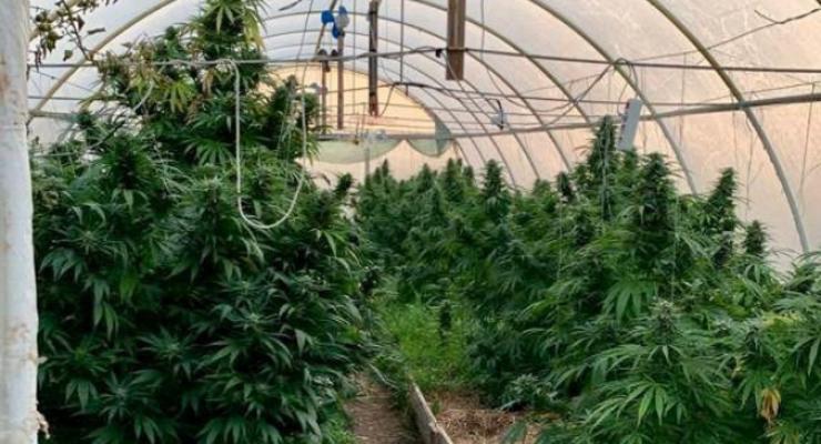 На Закарпатье в теплице обнаружили плантацию марихуаны