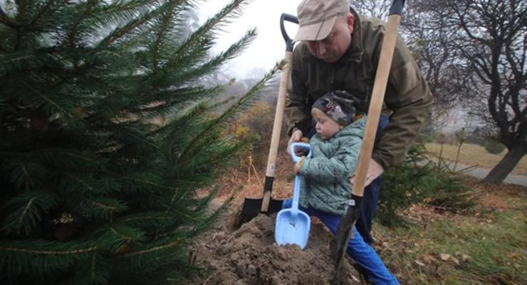 За день в Украине высадили 3,8 млн деревьев