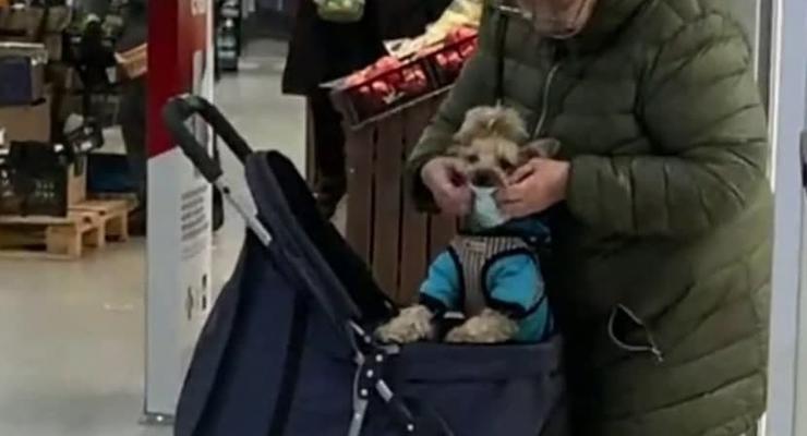 Карантин по-собачьи: Киевлянка пришла в магазин с животным в маске