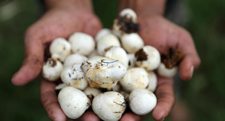 ВРУ планирует запретить продажу грибов непромышленного производства