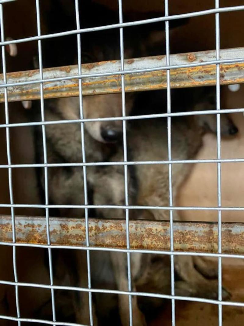 В Борисполе предотвратили контрабанду живых волков под видом собак / Государственная таможенная служба Украины