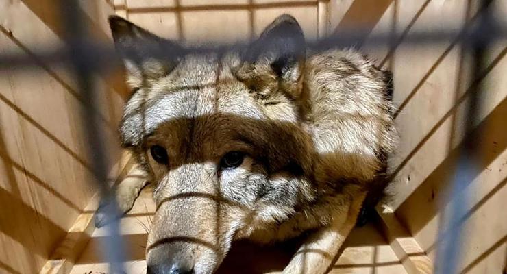 Из Украины пытались вывезти живых волков под видом лаек