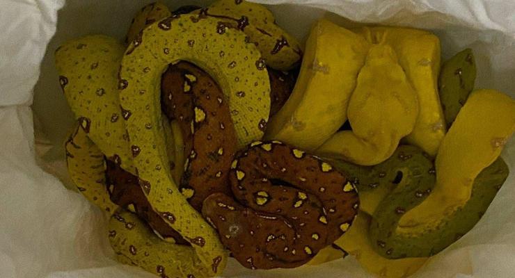 Из Украины пытались незаконно вывезти экзотических змей и ящеров