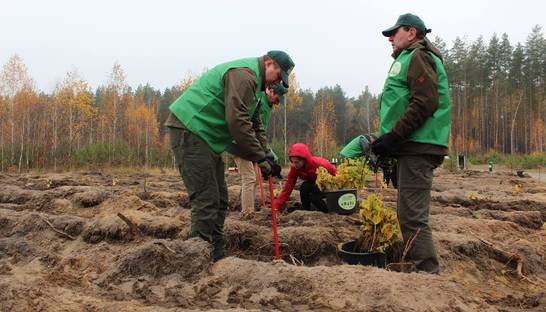 План Зеленского посадить миллиард деревьев готов на 3,6%