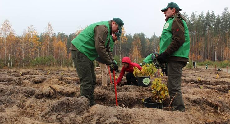 План Зеленского посадить миллиард деревьев готов на 3,6%