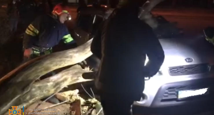 В Кривом Роге на машины упало 13-метровое дерево: Водитель в больнице