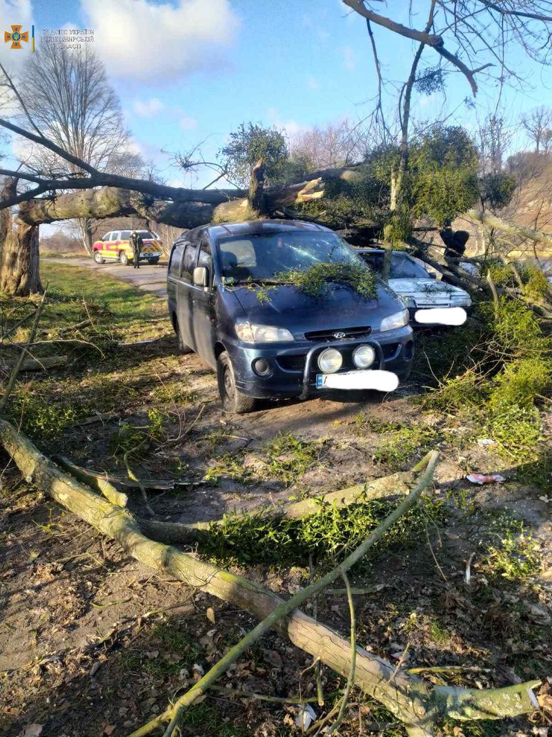 В Житомирской области ветер валил деревья / dsns.gov.ua