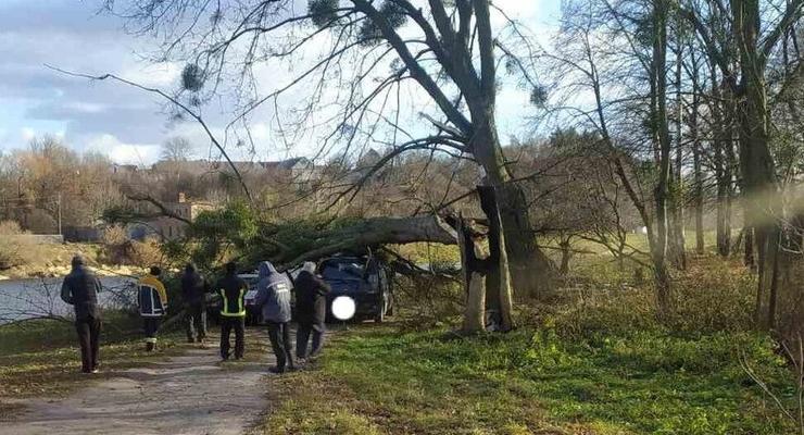 В Житомирской области ветер валил деревья