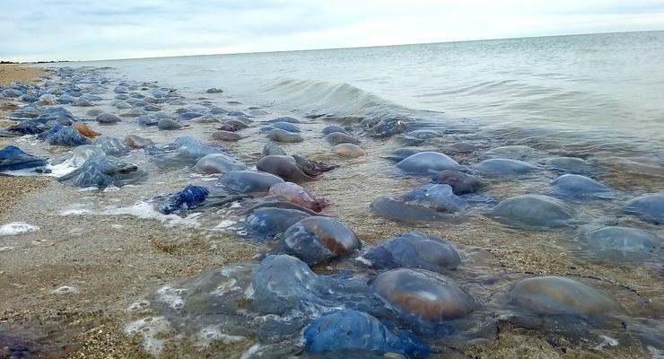 Под Одессой волны выбросили на берег миллион медуз