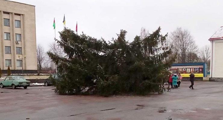 Под Житомиром на главной площади рухнула новогодняя елка