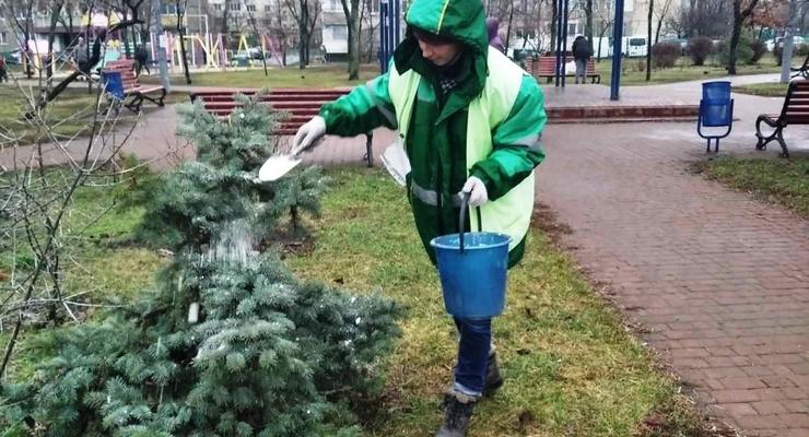 В Киеве елки и сосны обработали репеллентом от воров