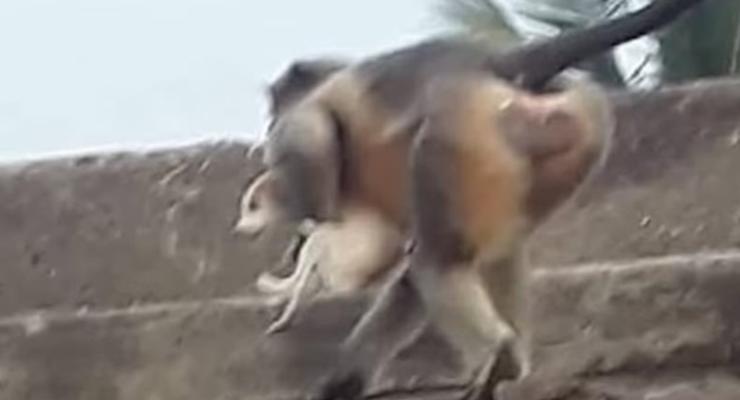 В одном из сел Индии обезьяны убили 250 собак