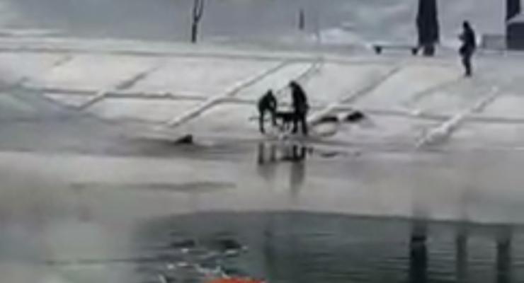 В Киеве пес вытащил ребенка из ледяной воды: момент сняли на видео