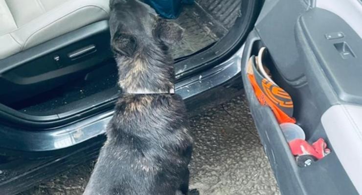 Собака пограничников нашла десятки патронов в авто