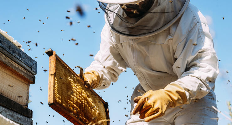 В Чили пчелы напали на полицейских, разгонявших митинг пчеловодов