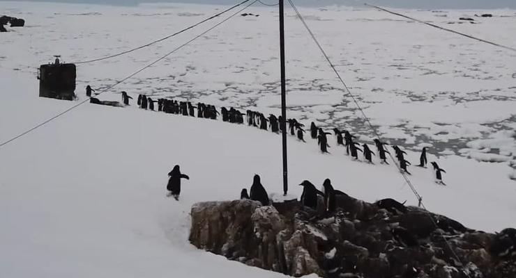 У украинской полярной станции засняли на видео "марш" пингвинов