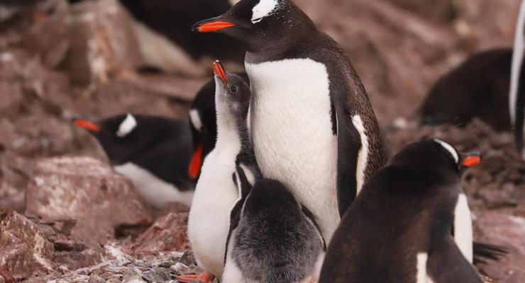 Ученые провели "перепись" пингвинов возле украинской полярной станции