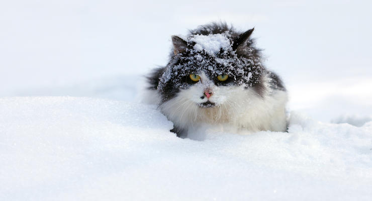 Погода в Украине 2 февраля: Синоптики обещают снег и ветер