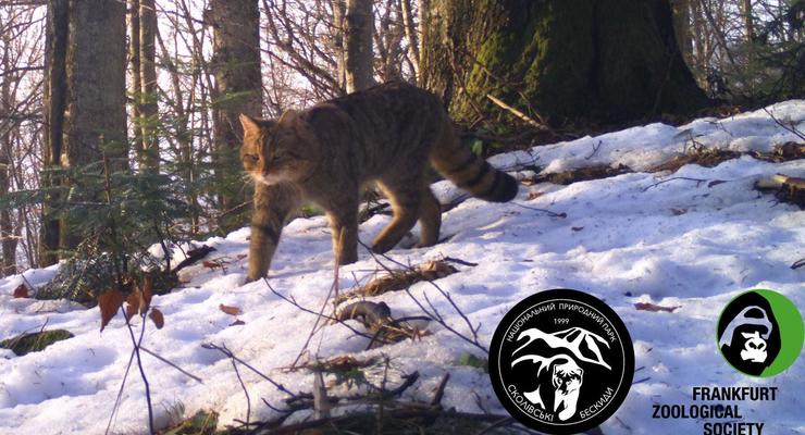 Пришел в село к людям: На Львовщине спасли редкого лесного кота