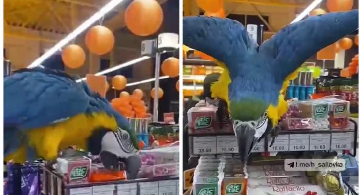 В Харькове сбежавший попугай устроил погром в магазине