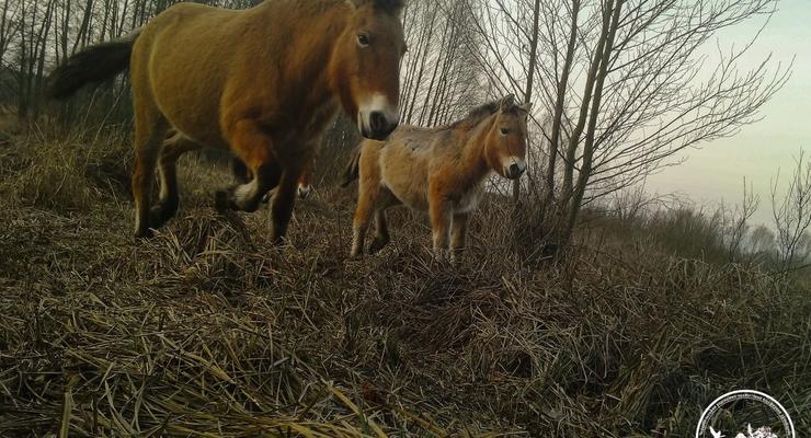 Как выглядят малыши лошадей Пржевальского - фото
