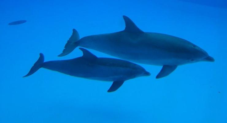 Россия перебросила боевых дельфинов в Севастополь