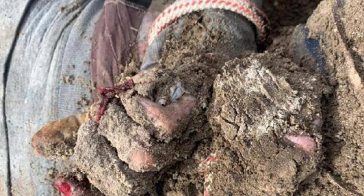 В Киевской области найдены два мужских тела со следами пыток