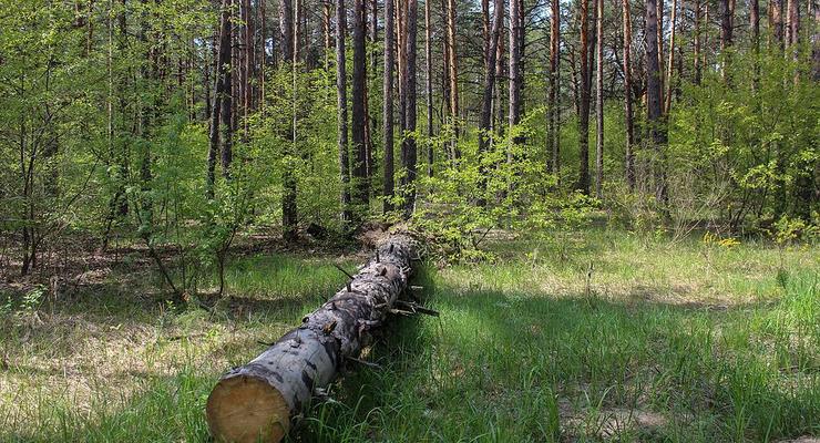 Киевлянам запретили посещать леса и пригрозили крупным штрафом
