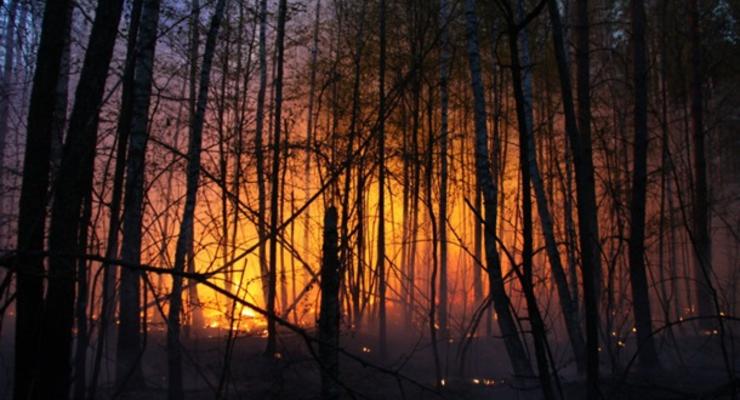 На Херсонщине оккупанты не дают тушить горящие леса
