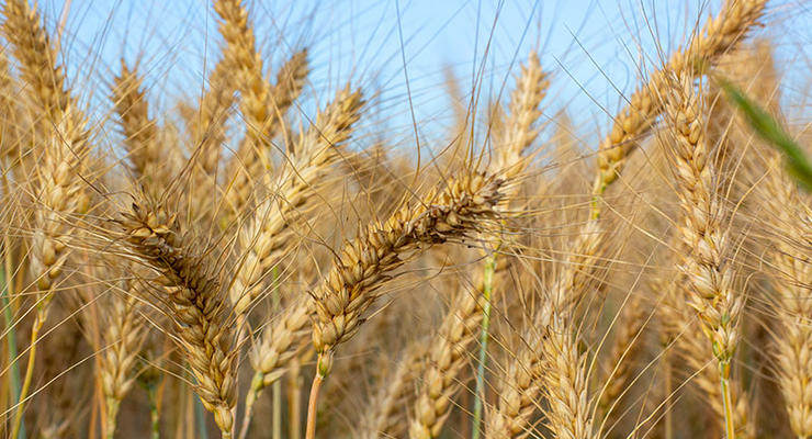 В мире осталось пшеницы на 10 недель - ООН